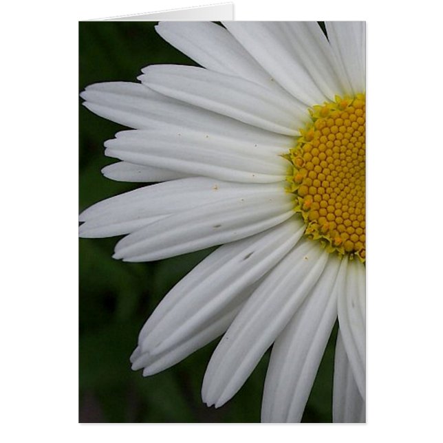 Tarjeta Daisy (Frente)