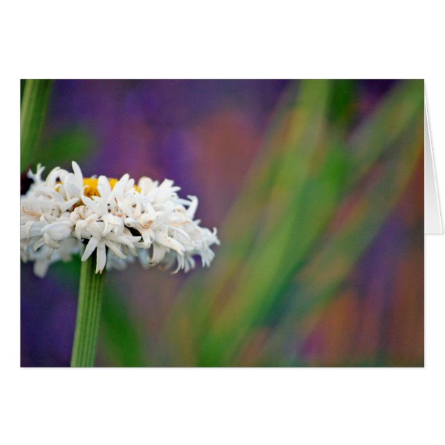 Tarjeta Daisy 2 (Anverso (Horizontal))