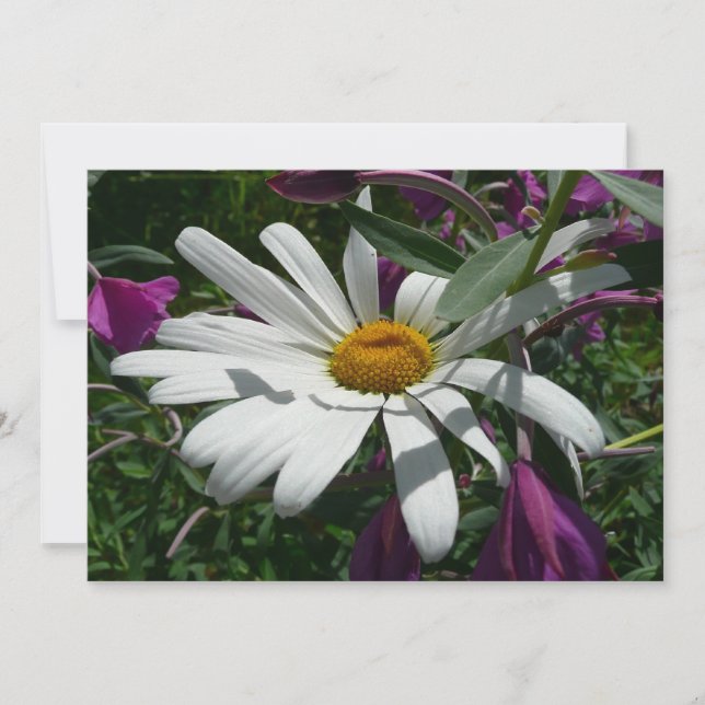 Tarjeta Daisy and Fireweed Wildflower (Anverso)