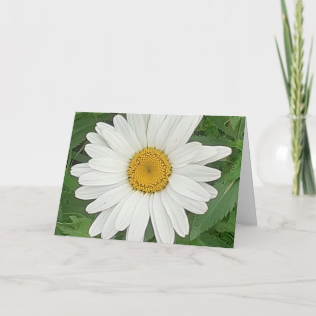 Tarjeta Daisy blanco (Anverso)