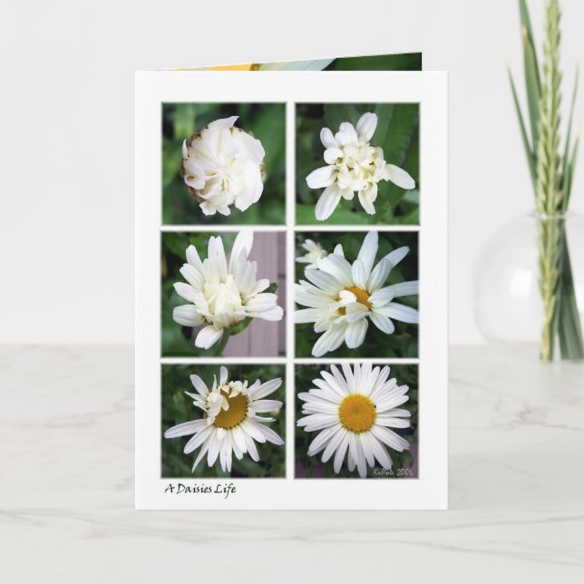 Tarjeta Daisy Blossomed (Anverso)