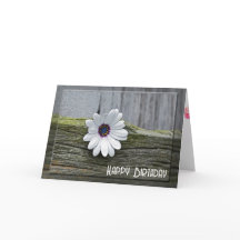 Daisy De Cumpleaños Blanco Sobre La Madera