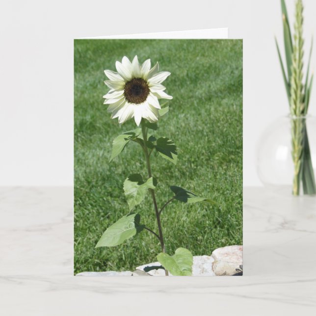 Tarjeta Daisy de girasol blanco, cumpleaños (Anverso)