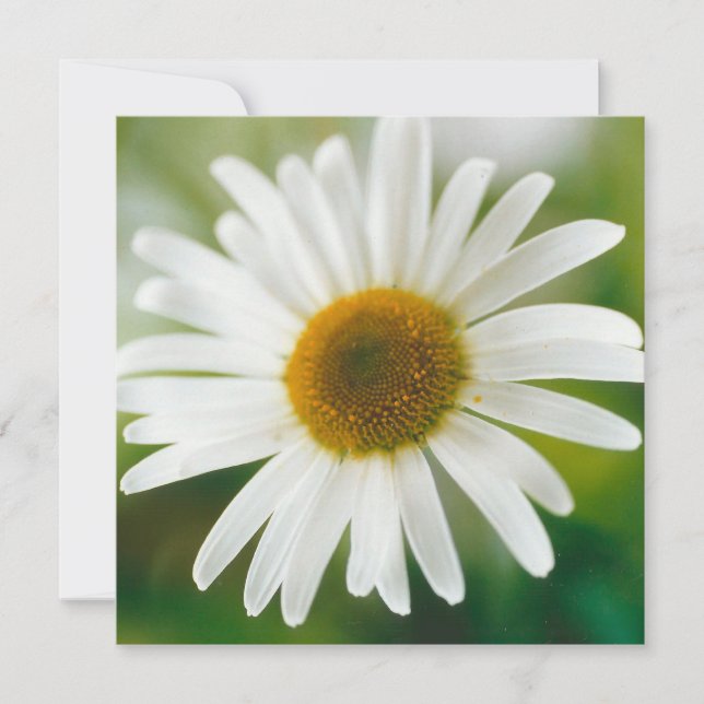 Tarjeta Daisy de Oxeye blanco - Leucanthemum vulgare (Anverso)