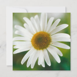 Tarjeta Daisy de Oxeye blanco - Leucanthemum vulgare