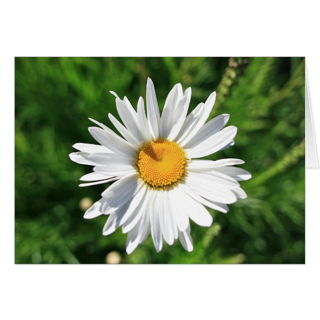 Tarjeta Daisy en blanco (Anverso (Horizontal))