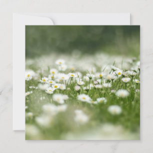 Tarjeta Daisy Meadow