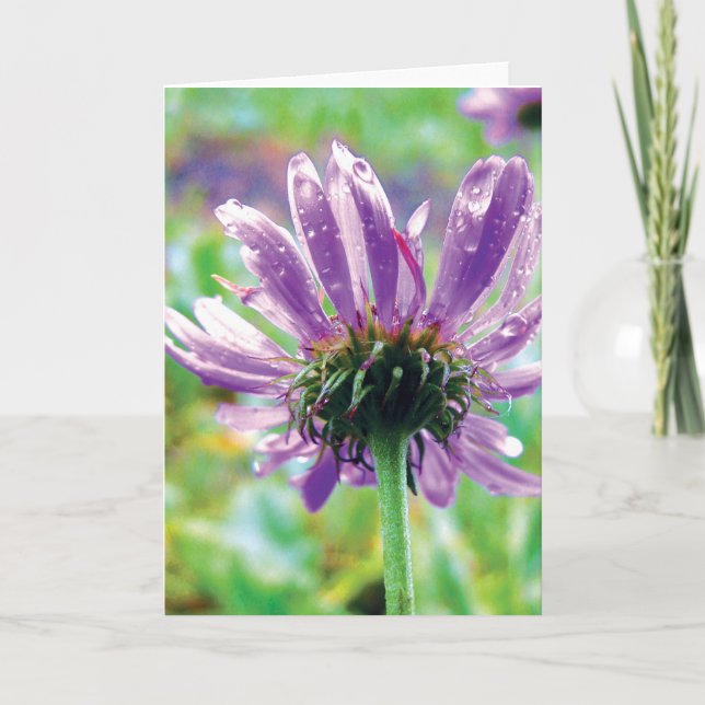 Tarjeta Daisy morado con mocoso, historias de poesía natur (Anverso)