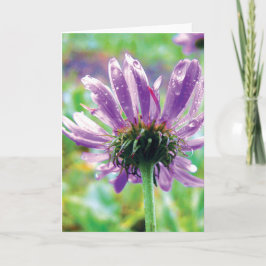 Tarjeta Daisy morado con mocoso, historias de poesía natur