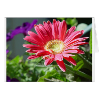 Tarjeta Daisy Rosa