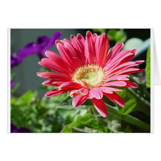 Tarjeta Daisy Rosa (Anverso (Horizontal))