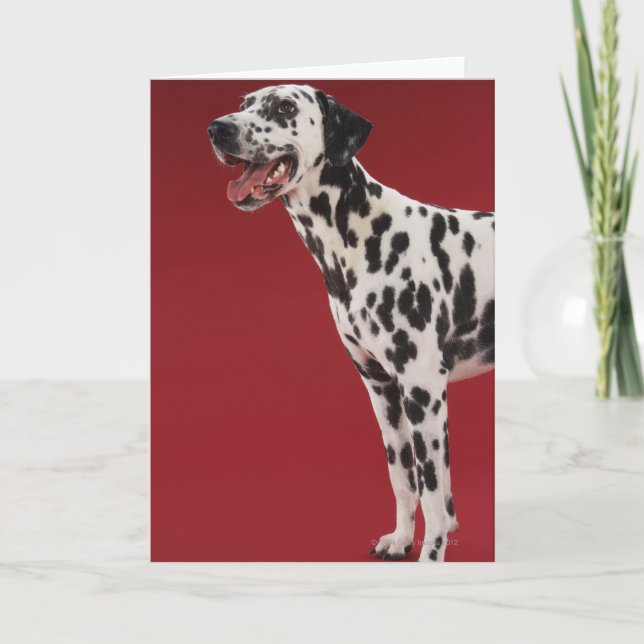Tarjeta Dalmatian (Anverso)