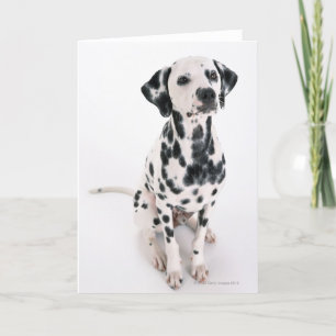 Tarjeta Dalmatian