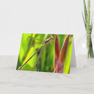 Tarjeta Damselfly Balanceado En Cabeza De Flor