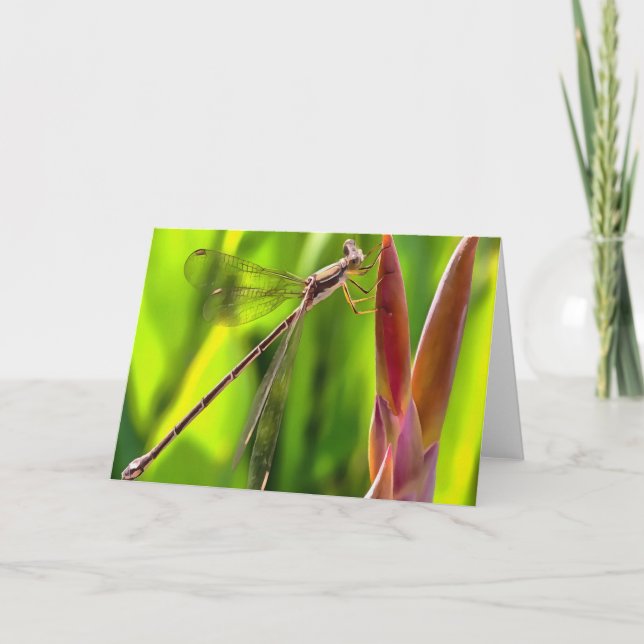 Tarjeta Damselfly Balanceado En Cabeza De Flor (Anverso)