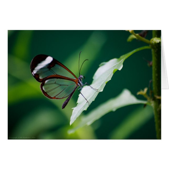 Tarjeta Dana (Anverso (Horizontal))