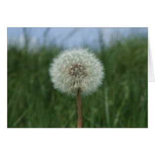 Tarjeta Dandelion