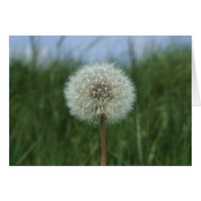 Tarjeta Dandelion (Anverso (Horizontal))