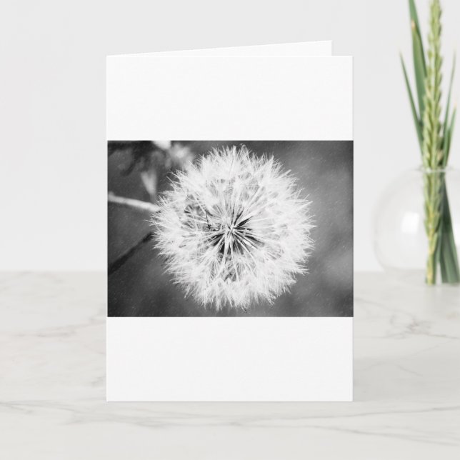 Tarjeta Dandelion blanco y negro (Anverso)