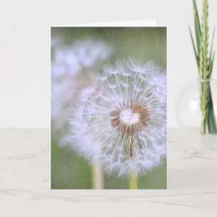 Tarjeta Dandelion Flowers