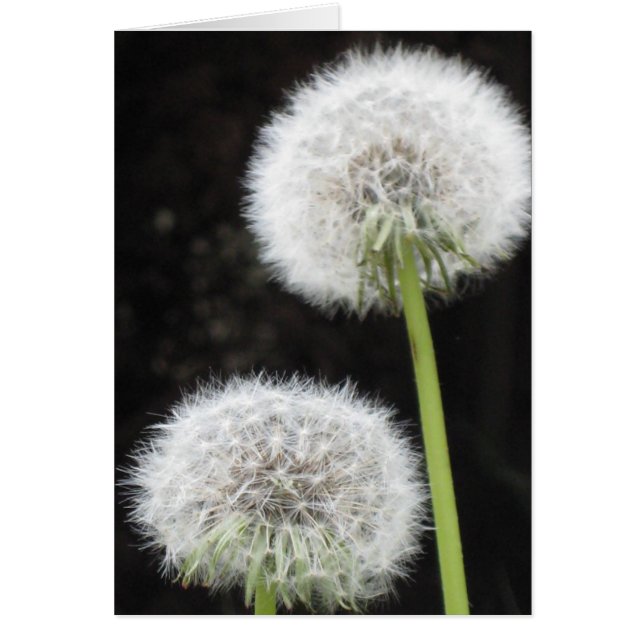 Tarjeta - Dandelions (Frente)