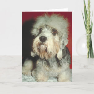 Tarjeta Dandie Dinmont Terrier