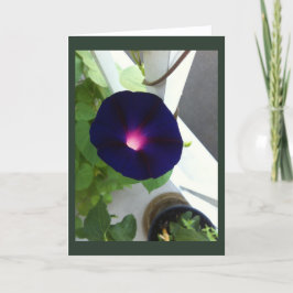 Tarjeta Dark Velvet Morning Glory Blank