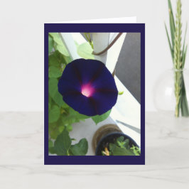 Tarjeta Dark Velvet Morning Glory Blank