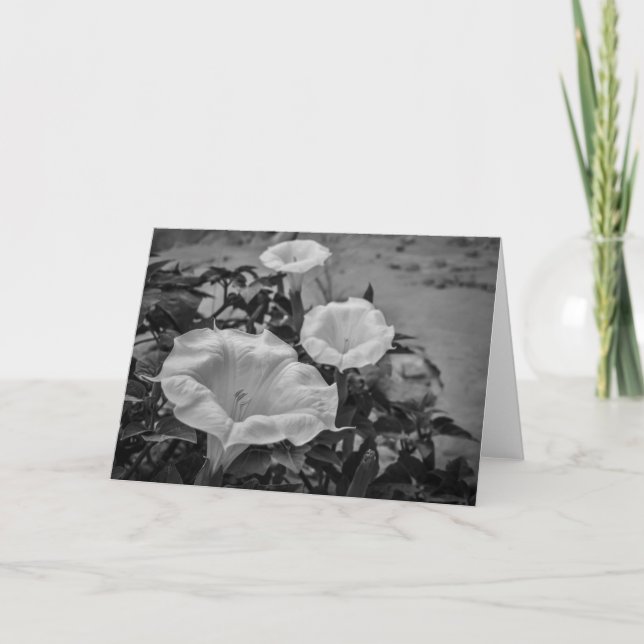 Tarjeta Datura sagrada (Anverso)