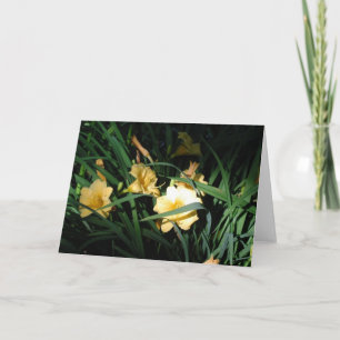 Tarjeta Daylilies