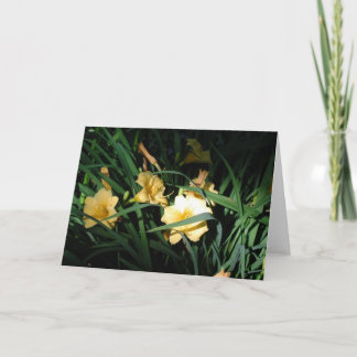Tarjeta Daylilies