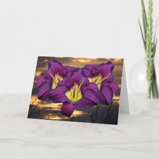 Tarjeta Daylily 'Bela Lugosi