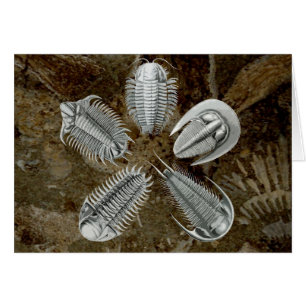 Tarjeta de 5 Trilobites