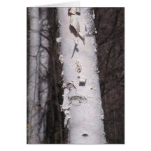 Tarjeta de abedul blanco (Betula papyrifera)