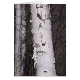 Tarjeta de abedul blanco (Betula papyrifera)