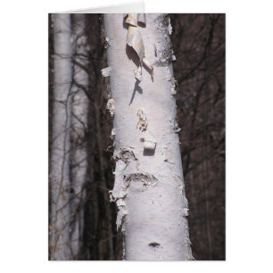 Tarjeta de abedul blanco (Betula papyrifera)