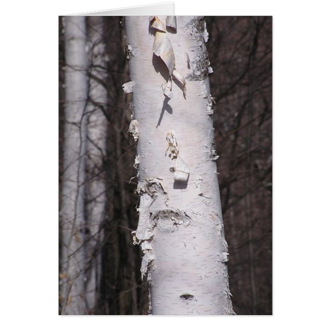 Tarjeta de abedul blanco (Betula papyrifera) (Frente)