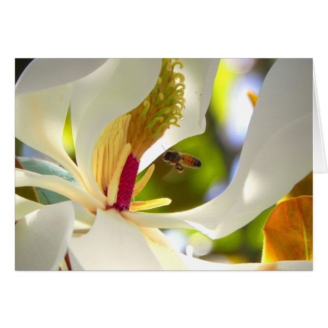 Tarjeta de Abeja Magnolia y Miel (Anverso (Horizontal))