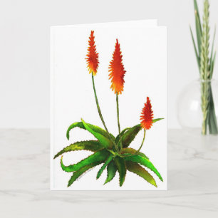 Tarjeta de acuarela de Aloe