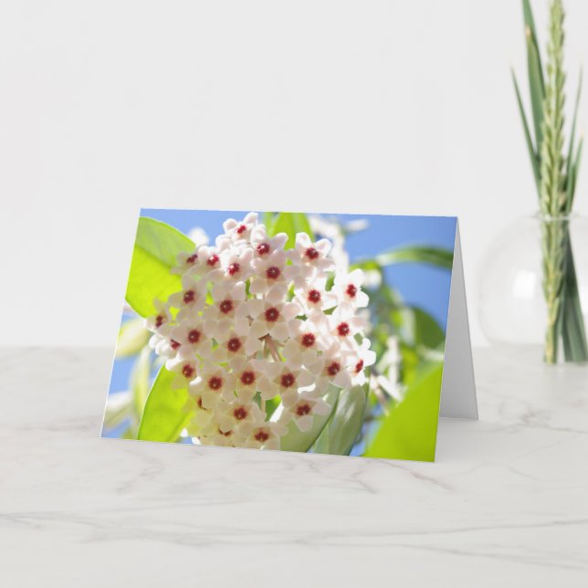 Tarjeta de agradecimiento (Anverso)