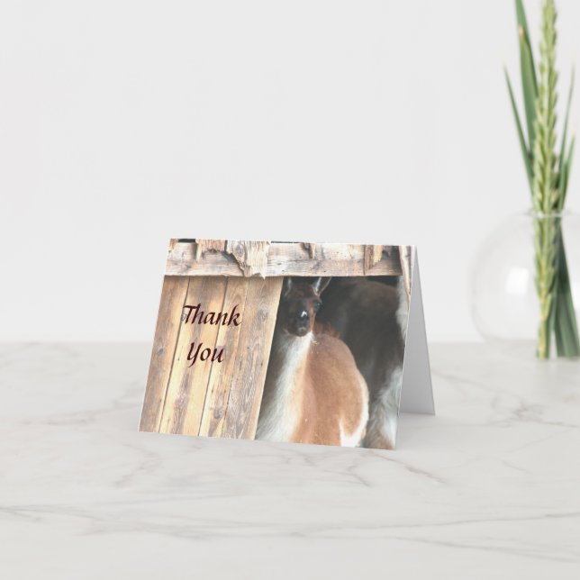 Tarjeta de agradecimiento a animal de granja Llama (Anverso)