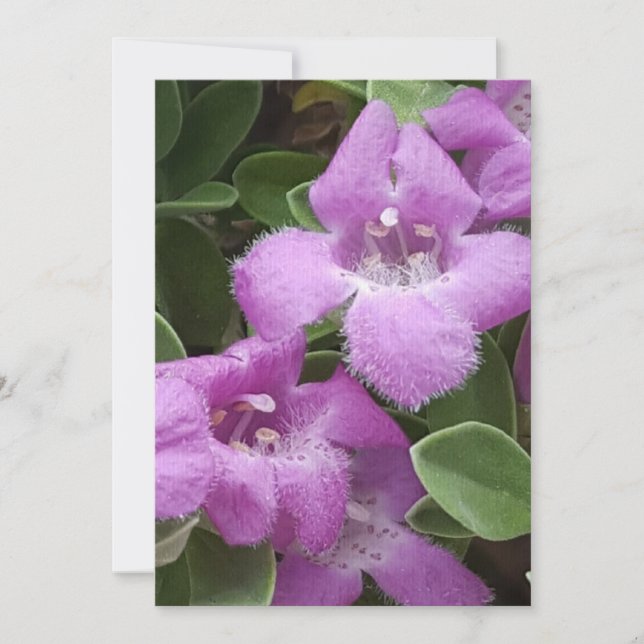 Tarjeta de agradecimiento a Beared Purple Sage (Anverso)