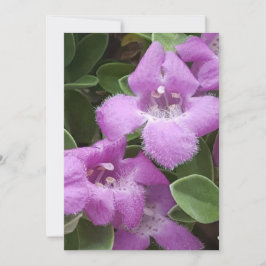 Tarjeta de agradecimiento a Beared Purple Sage