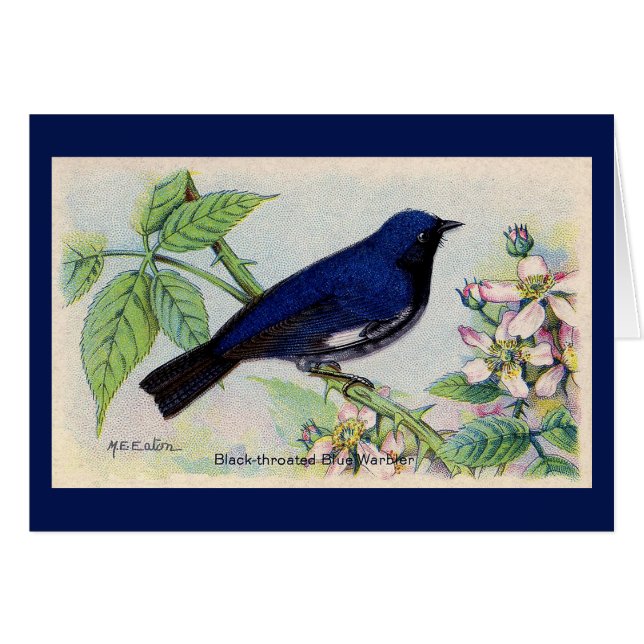 Tarjeta de agradecimiento a Black Throed Blue Warb (Anverso (Horizontal))