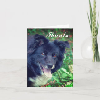 Tarjeta de agradecimiento a Collie Smite Cute de F