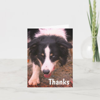 Tarjeta de agradecimiento a Collie Stare Dog