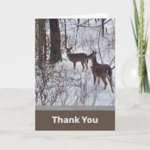 Tarjeta de agradecimiento a Deer in Snow Photo