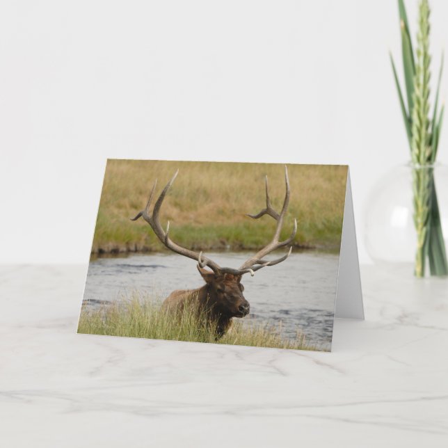 Tarjeta de agradecimiento a Elk Yellowstone (Anverso)