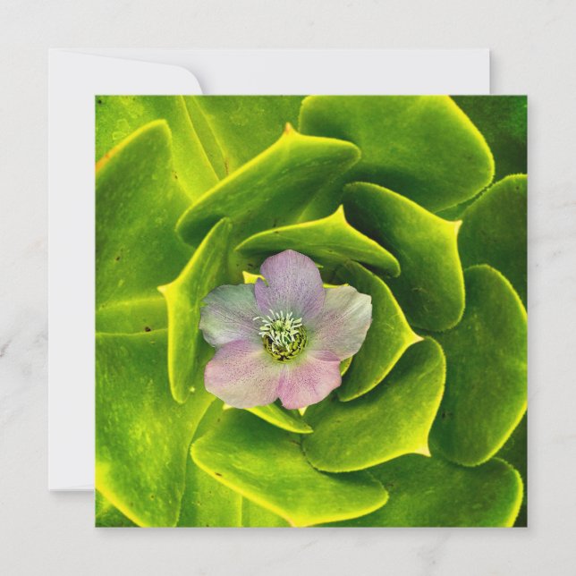 Tarjeta De Agradecimiento A Hellebore,  a Lenten Rose (Anverso)