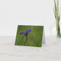 Tarjeta de agradecimiento a Iris Siberiano Púrpura